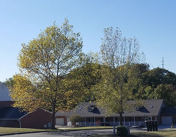 Image of Timber Woods (2)