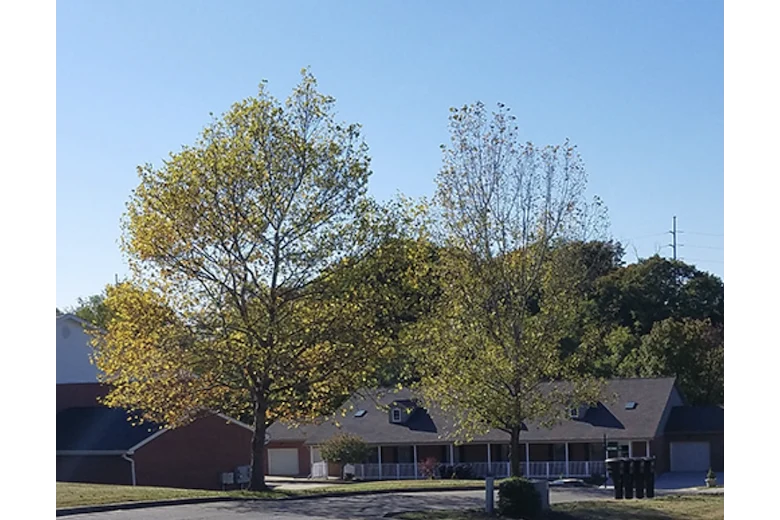 Image of Timber Woods (2)