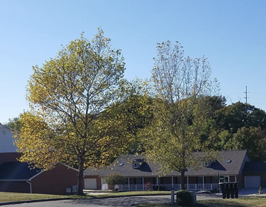 Image of Timber Woods (2)