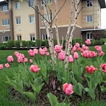 Image of Morning Star Village (2)