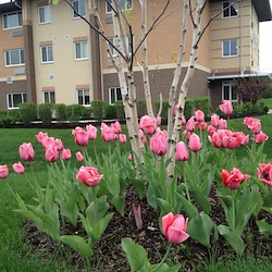 Image of Morning Star Village (2)