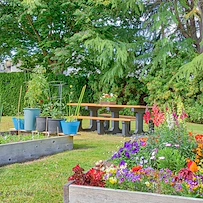 Image of Golden Elm (3)