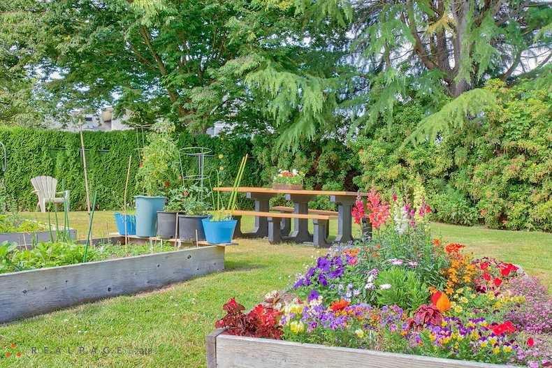 Image of Golden Elm (3)