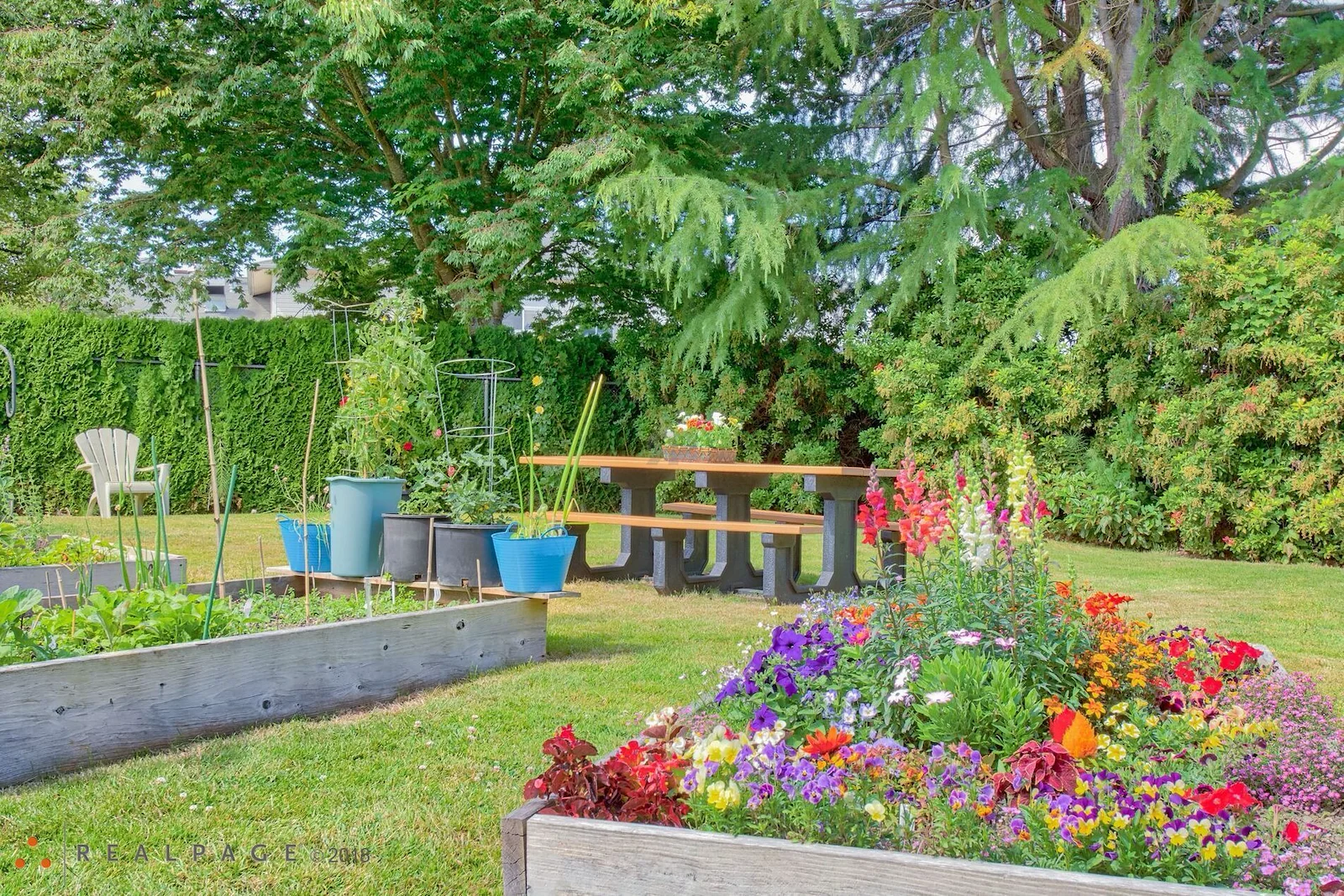 Image of Golden Elm (3)