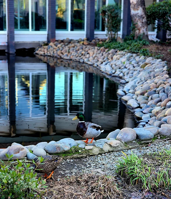Image of The Atrium at Carmichael (4)