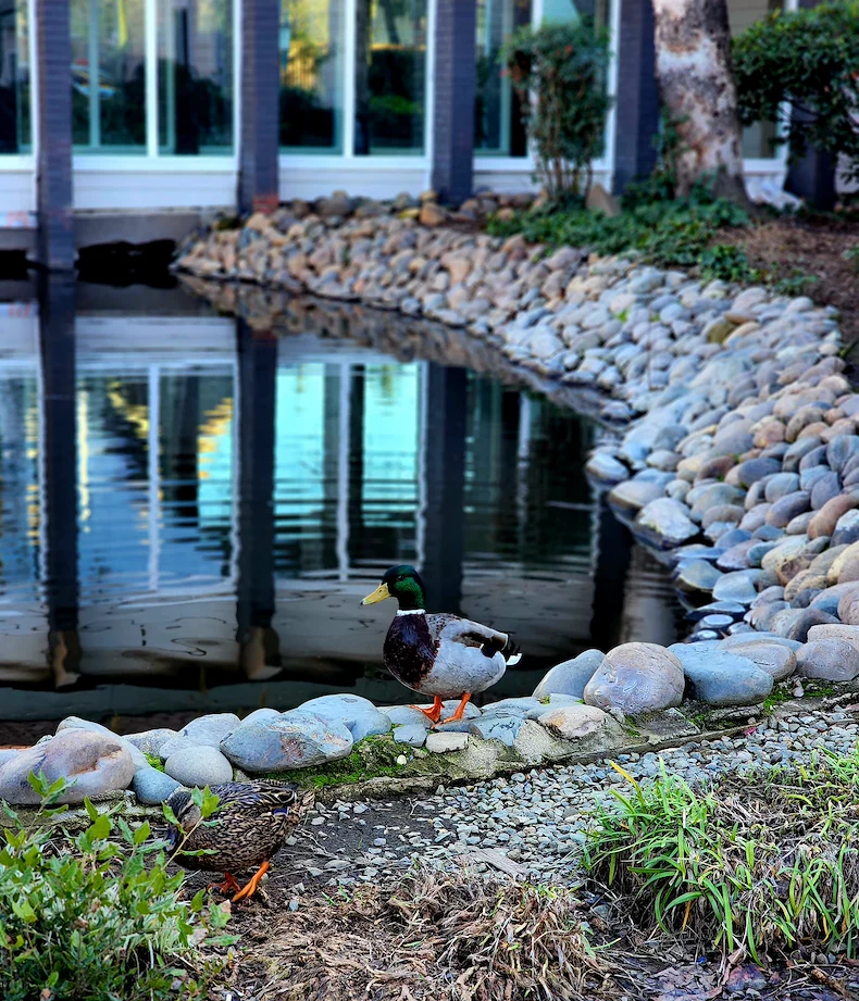 Image of The Atrium at Carmichael (4)