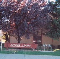 Image of Vacaville Autumn Leaves (1)