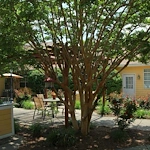 Image of Belvedere Commons of Franklin (4)