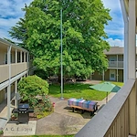 Image of Golden Elm (4)