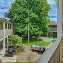 Image of Golden Elm (4)