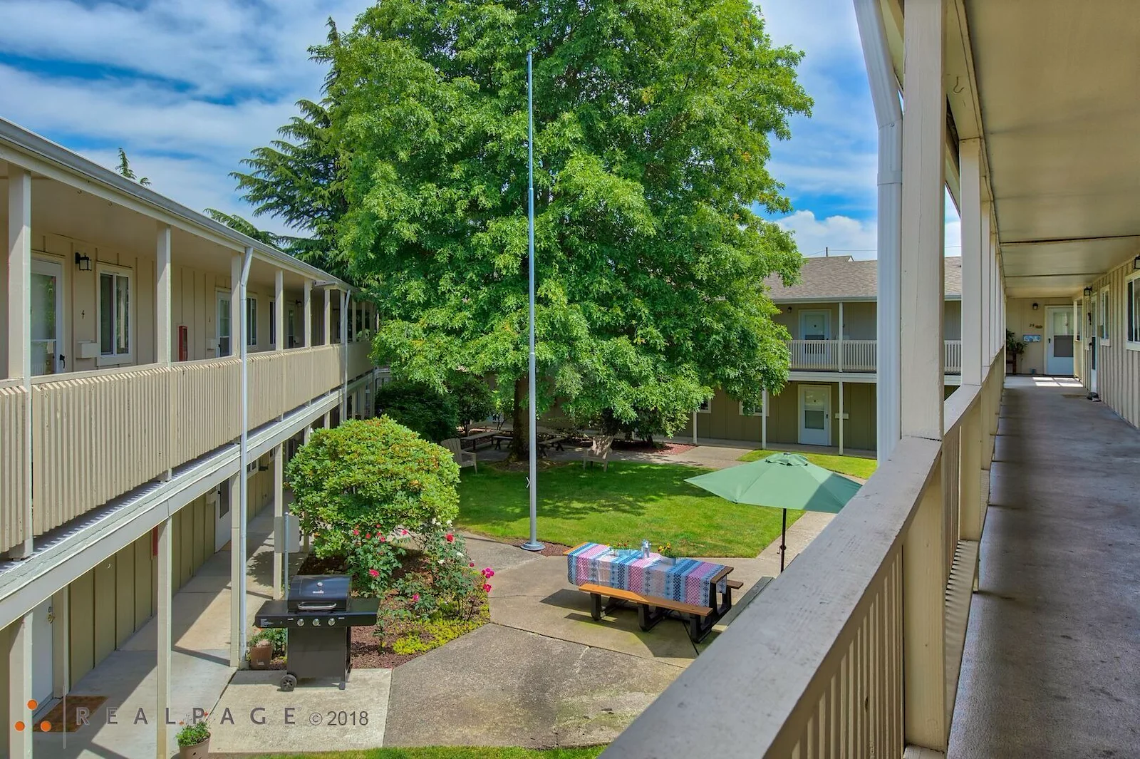 Image of Golden Elm (4)