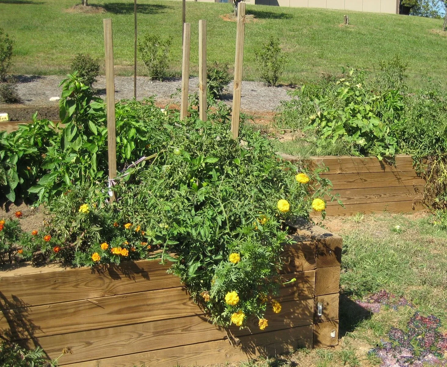 Image of Wellspring Village Senior Apartments (3)