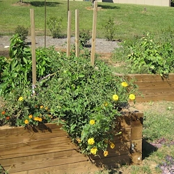 Image of Wellspring Village Senior Apartments (3)