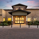 Image of Silver Birch of Avondale (1)