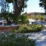 Image of The Olive Branch (3)