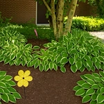 Image of Evervella Of Swansea (9)