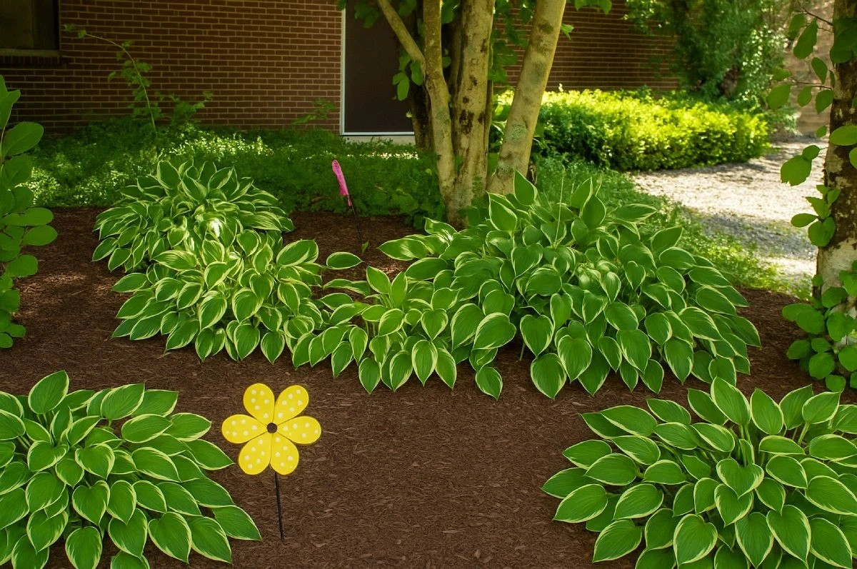 Image of Evervella Of Swansea (9)