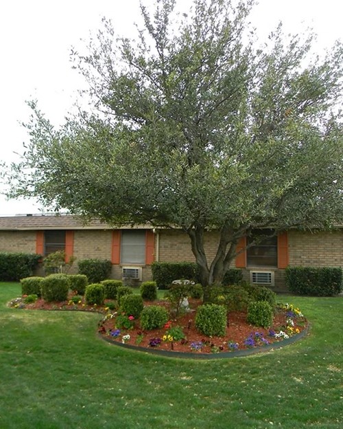 Image of Mesquite Tree Nursing Center (3)