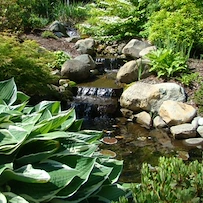 Image of Dirigo Pines (2)