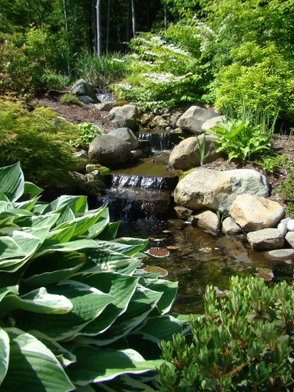 Image of Dirigo Pines (2)