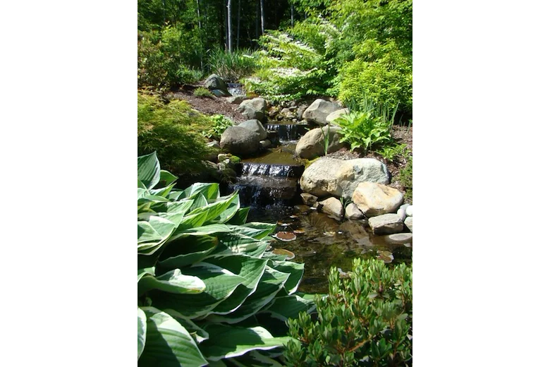 Image of Dirigo Pines (2)