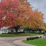 Cottages in the fall