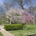 Image of Lebanon Square (4)