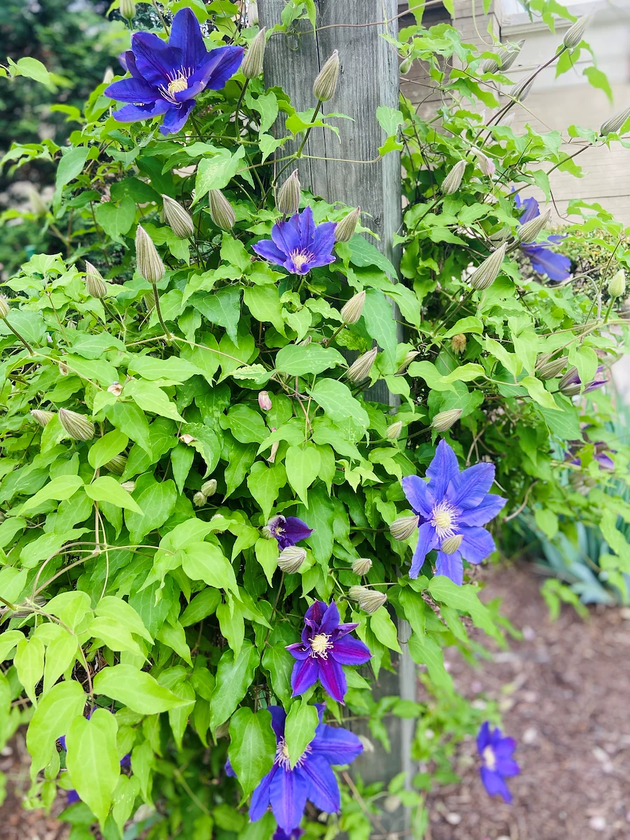 Image of Guggenheimer Health And Rehab Center (2)