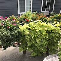 The raised beds in our courtyard.