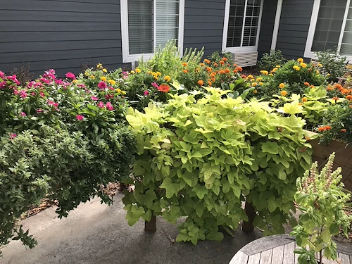 The raised beds in our courtyard.