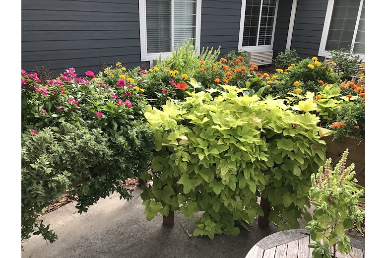 The raised beds in our courtyard.