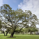 Image of Regency Oaks (7)