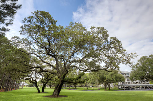 Image of Regency Oaks Clearwater (7)