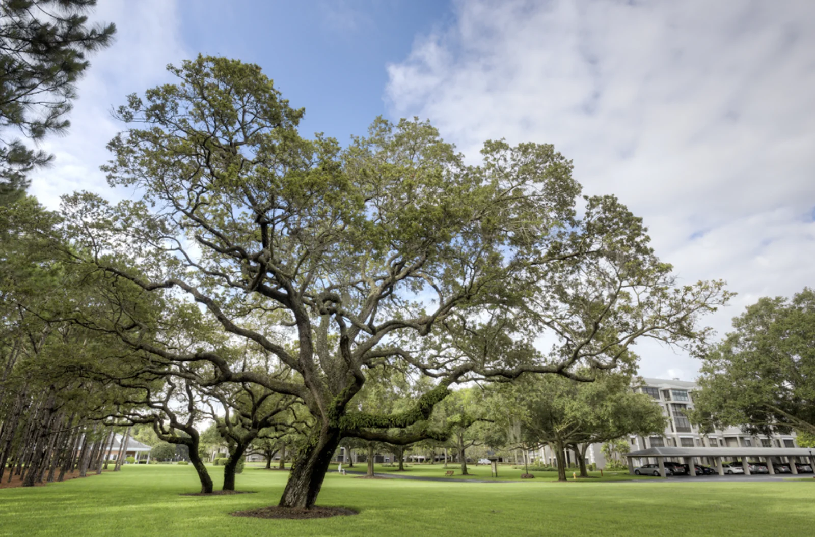 Image of Regency Oaks (7)