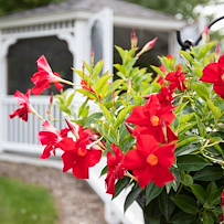 Image of Care Cardinal Cascade (2)