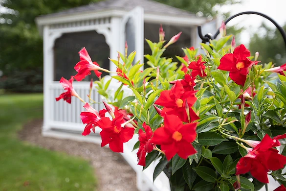 Image of Care Cardinal Cascade (2)