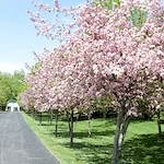 Image of Yorkshire and Stonebridge Manors (2)