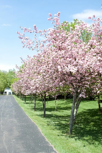 Image of Yorkshire and Stonebridge Manors (2)