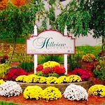 Image of Hillview Terrace (1)