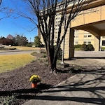 Image of Elite Nursing - Senior Living (1)