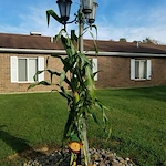 Image of Lecom At Snyder Memorial (4)