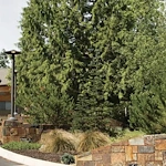 Image of Bellewood (4)