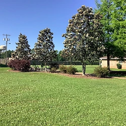 Image of England Oaks at England Airpark (3)