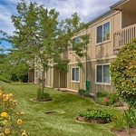 Image of Golden Elm (1)