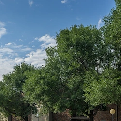 Image of Carriage House Senior Apartments (3)