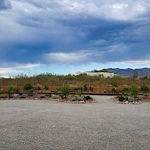 Image of Pepper Tree (4)