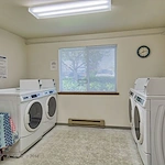 Image of Golden Elm (7)