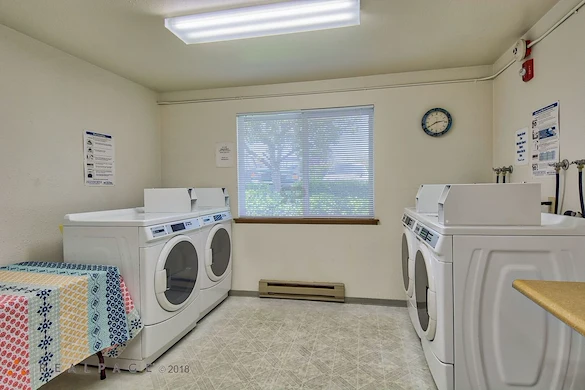 Image of Golden Elm (7)