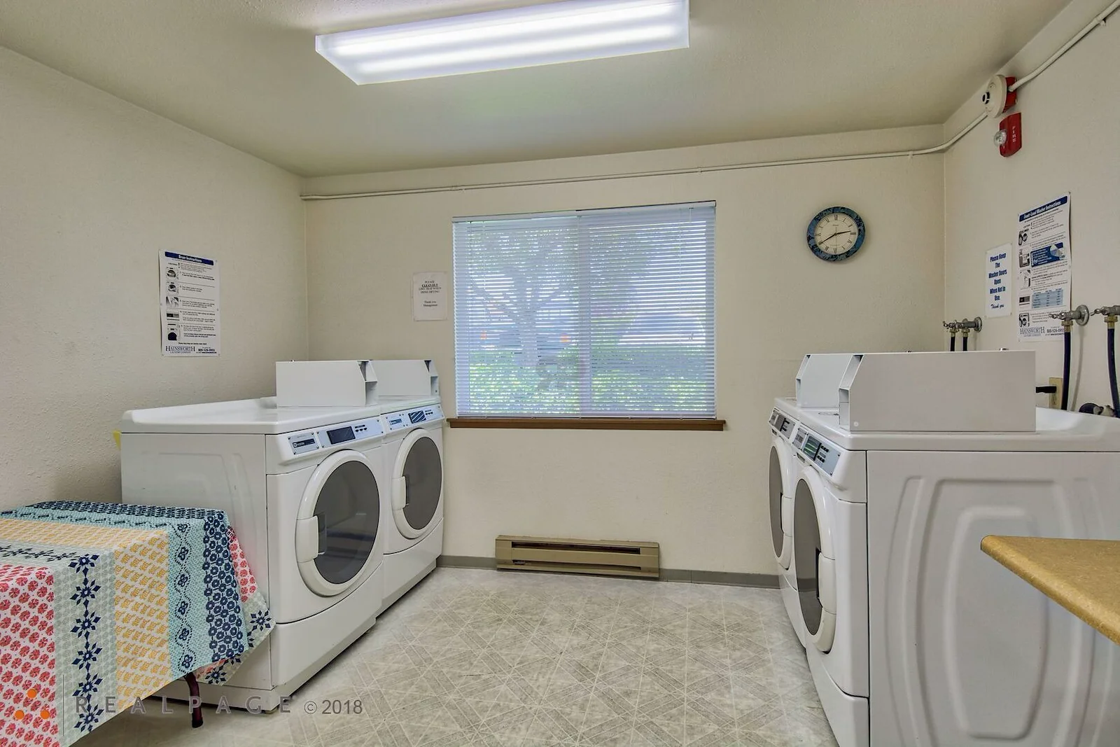 Image of Golden Elm (7)