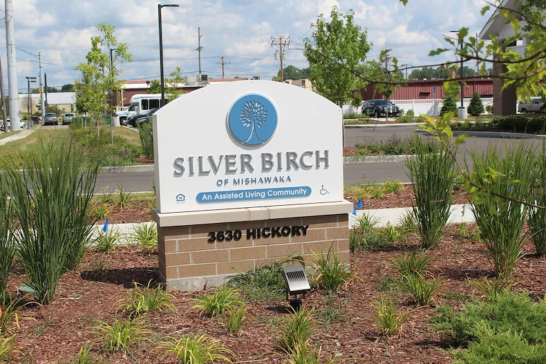 Image of Silver Birch of Mishawaka (2)